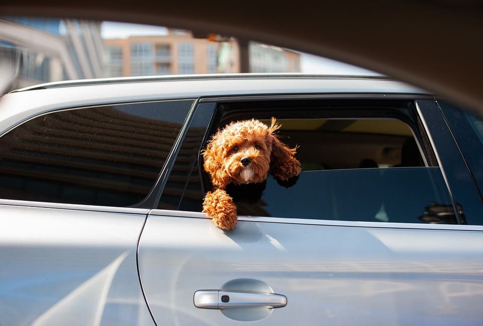 dog-looking-out-of-a-car-window